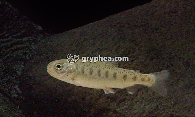 La reproduction d’un poisson - la Truite - extrait - gryphea.com